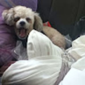 Meet your Posher, Susanne yip